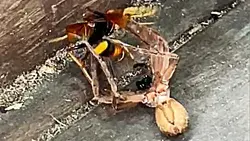 Duelo de araña cazadora con avispón