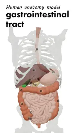 Gastrointestinal trac|health mentor