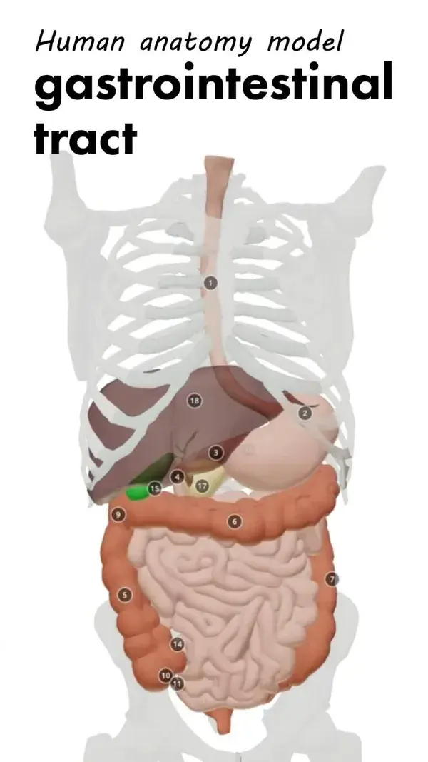 Photographic Print: Female Body Showing Digestive And Circulatory System by Stocktrek Images : 24x18in