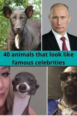 40 animals that look like famous celebrities