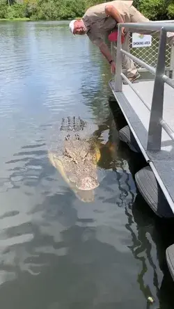 Amazing crocodile Animal