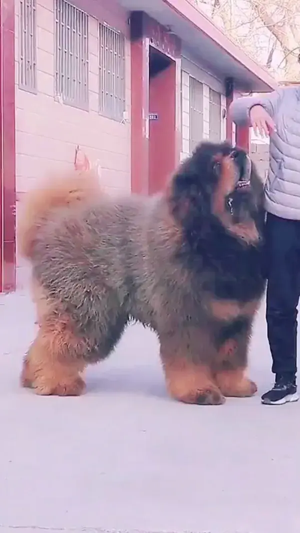 Stunning Tibetan Mastiff Photography: Watch Video for Exclusive Facts - dog tattoo animals wallpaper