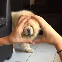 Chow Chow's Snoot Challenge!