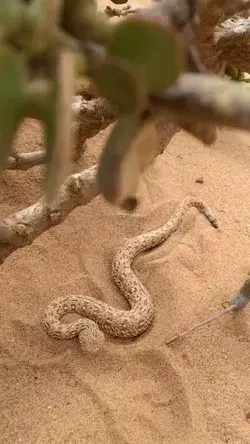 This is an amazing snake who need to kill his eat. Really It's a nice advantage for this snake.