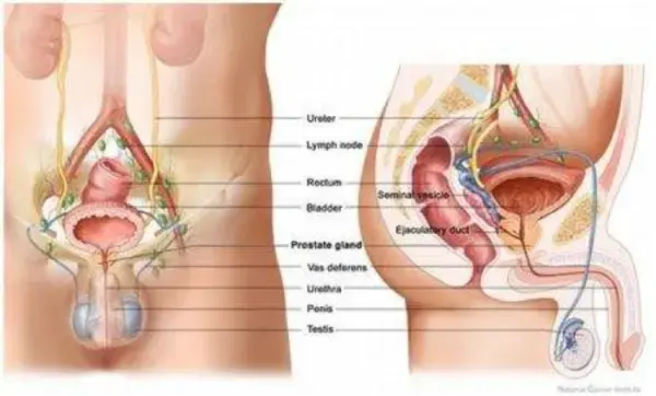 Common Pelvic Floor Issues in Women | Book appointment with London Gynaecologist