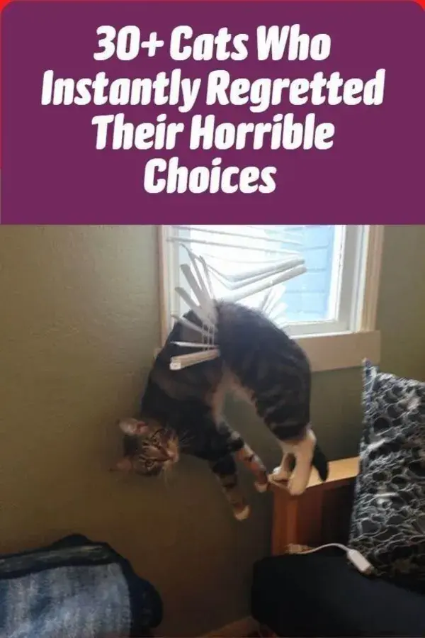 30+ Cats Who Instantly Regretted Their Horrible Choices