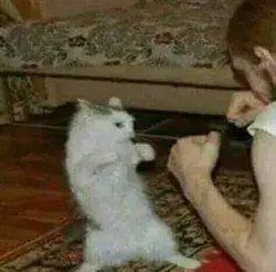 Cat fighting