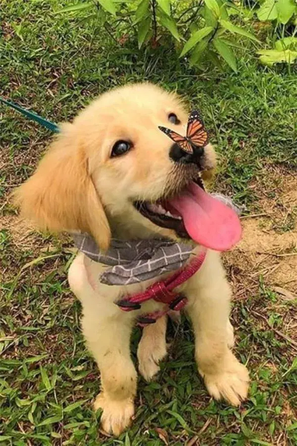 Cute Golden Dog