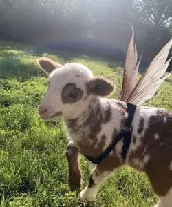 fluffy fairy cow