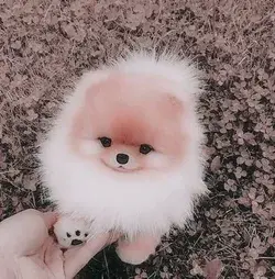 Pomeranian <3