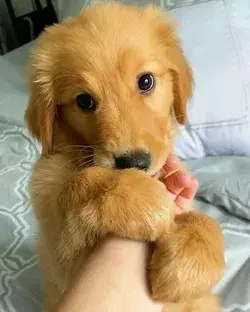 - golden retriever <3