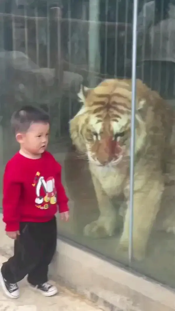 kid and tiger playing and feeling the same