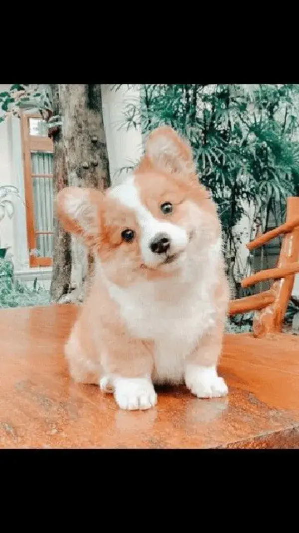 Cute dog❤