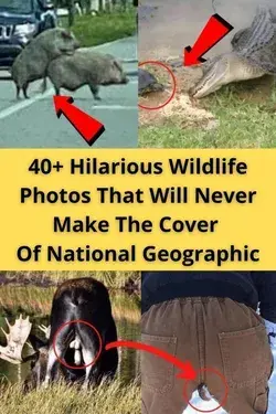 40+ Hilarious Wildlife Photos That Will Never Make The Cover Of National Geographic