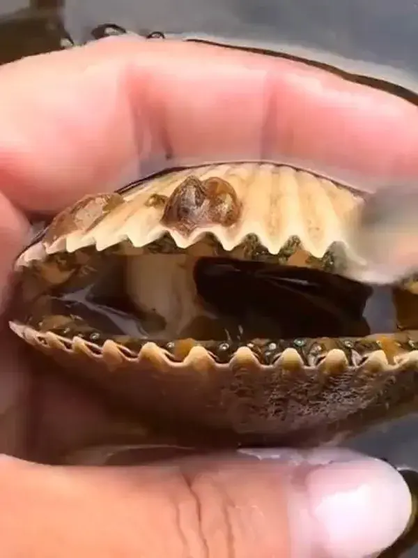 Scallops have up to 200 eyes