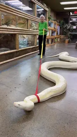 I glad it's just a puppy i thought this is a big white snake 🐍