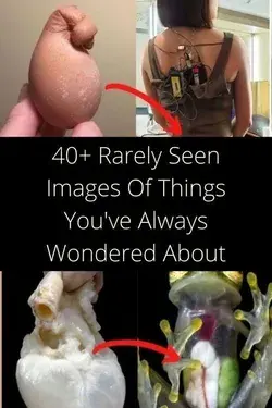 Rarely Seen Images Of Things We've Always Wondered About