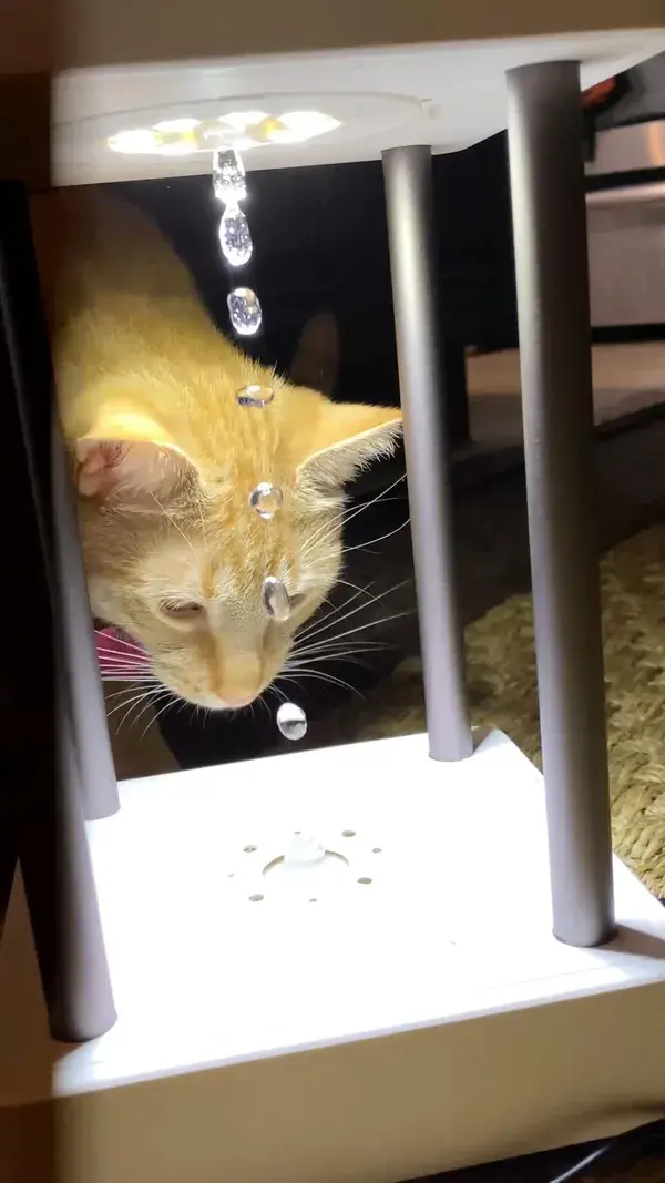 Cats vs. Optical Illusion Antigravity Toy