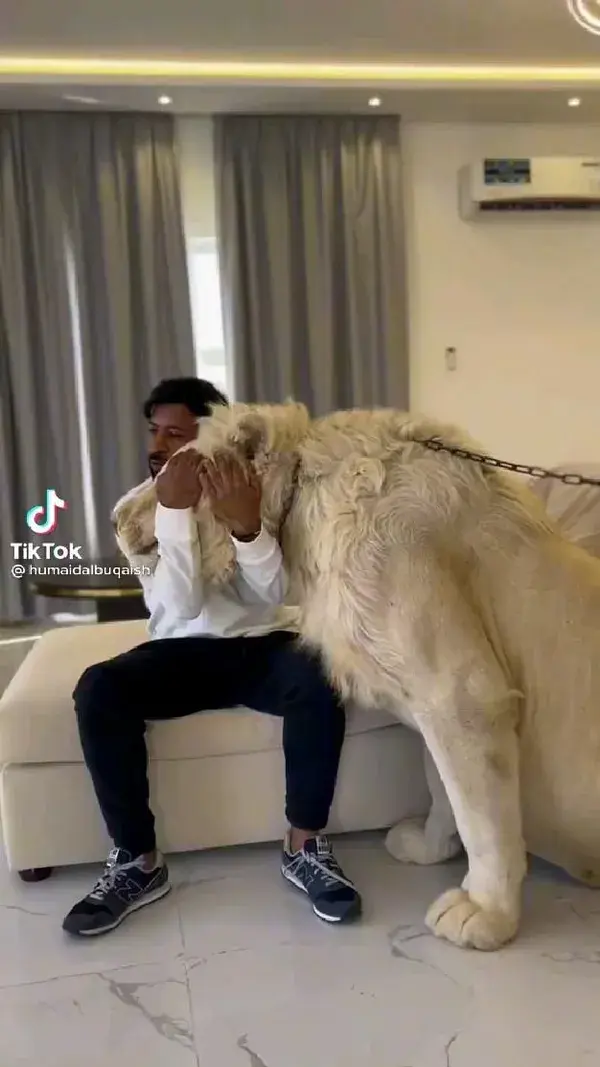 lion in the room🤯😵