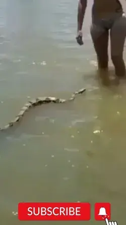 snake swimming