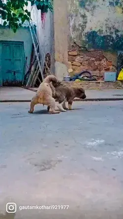 street puppy