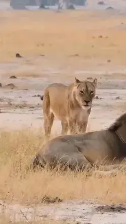 Lions | wildlife ❤❤❤