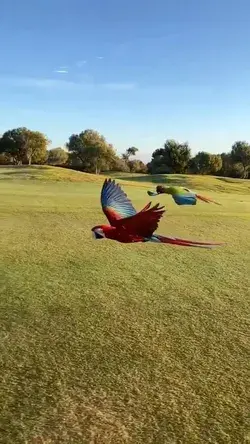 Majestic Macaw’s in flight, in slow mo at Majorca, Spain