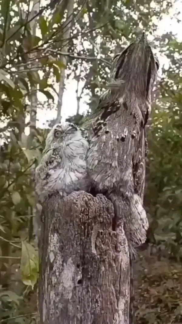 Mom and baby potoo bird