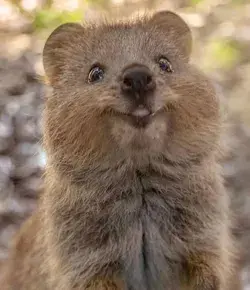 Cute Quokkas Animal Smile : The Happiest Animal in the World | Wildlife Photography