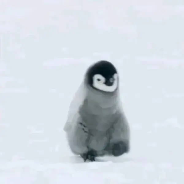 🐧🤗