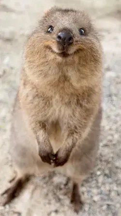 quokka animal aesthetic pets animal quokkas cute animal drawing cute animal character animal poses