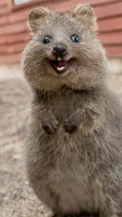 Discover the Cutest Marsupial in Australia: See Quokka Pictures & Watch Our Video - Animal Wallpaper