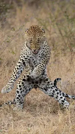 Dancing leopard.