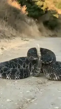 rattle snake 🐍 #snake #wildlife #nature #animals