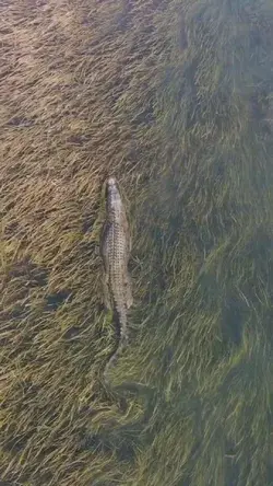 The Gatekeeper patrolling his territory 🐊