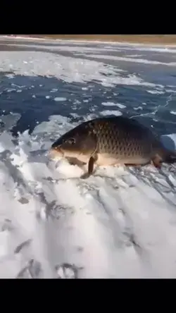 Big ass fish walks