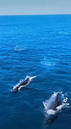 Whales Drone Shot Los Cabos 🐋