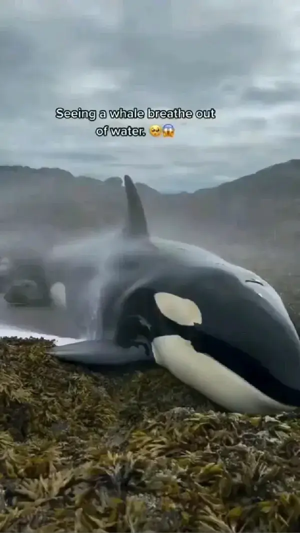 This Whale is Near To Die😱😱🥺 #amaze #nature #pinterest #browse