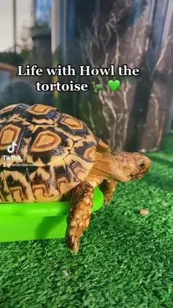 Cutest pet tortoise 🐢