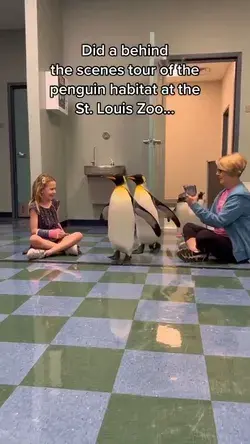 People get to experience a behind the scenes tour of the penguin habitat at the St. Louis Zoo