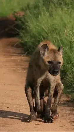 Look how badly this hyena wants to live. Despite its damaged hind limbs, it walks on its front limbs