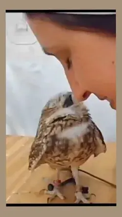 little cute bird 🕊️ love feeling atteched