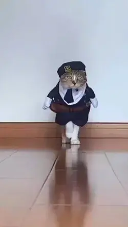 Cat funny video😁😁