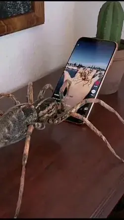 Amazing, this is a spider that can play tiktok and comment itself.