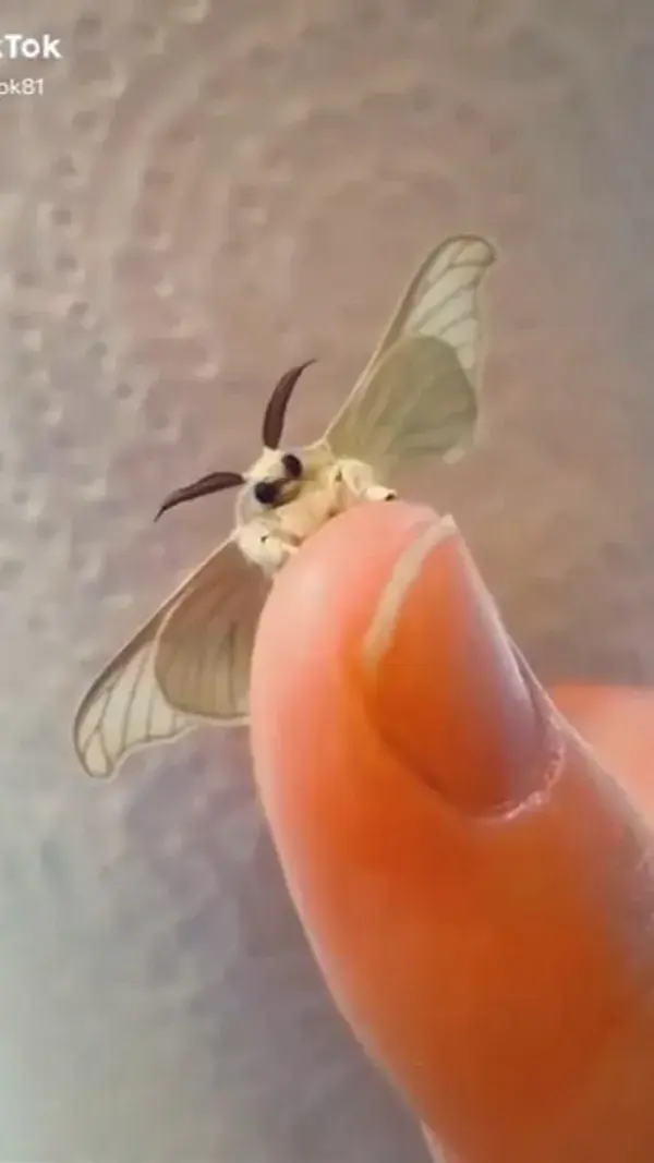 Fluff moth requires maintenance