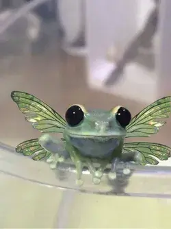 pet frog art pets frog hoodie pet lover cute animal art cute animal drawings funny animal videos