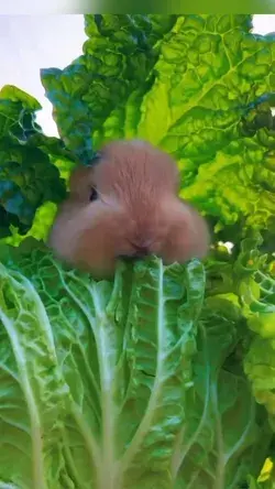 Chillin’ in the garden