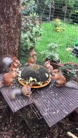 🐿 Squirrels enjoying their dinner on the Round Table 🐿