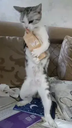 These cats do the most ridiculous thing!