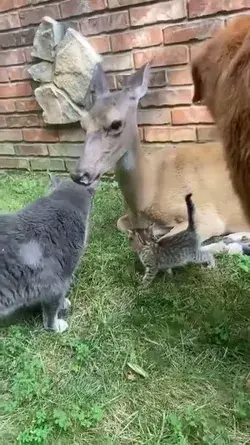 Animals love for each other.